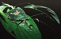 Amazzonia